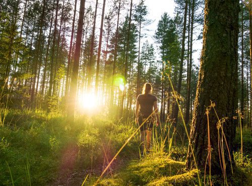 brilliant sunset seen through trees of forest - woman walking - ecotherapy