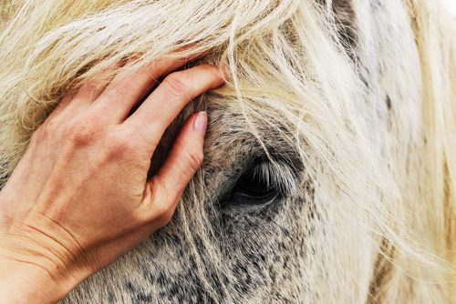 close up of hand on white and grey horse's face - equine therapy