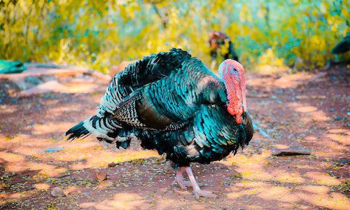 turkey, Thanksgiving, family